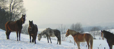 Winter-Weide im zauberhaften Sauerland